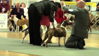 STCA National Specialty 2013 Texas [upl. by Uhej]