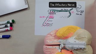 Cranial nerve 1  The Olfactory Nerve  Olfactory Pathway [upl. by Faydra]