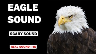 Real Eagle Sounds  High Quality  Get Ready for a Thrilling Experience  4K [upl. by Odiug]