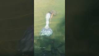 LIVE MERMAID PERFORMANCE IN A RIVER Northern Michigan Mermaid [upl. by Pickard653]