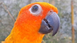 Sound of Sun conure  Cute bird Sun conure parrot sounds Does anyone raise Sun conure birds [upl. by Salli739]