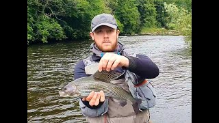 Ryan Gourleys 2lb  Grayling from the River Clyde [upl. by Adis]