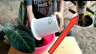 How To Care For Philodendron Melanochrysum [upl. by Rosamond]