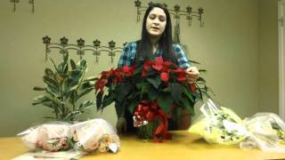 How To Care For Poinsettia Plants [upl. by Aneerol]