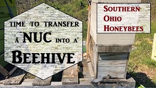 🔶Transfer a NUC into a Beehive [upl. by Nylecaj]