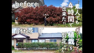 Photinia × fraseri pruningレッドロビン 素人でも4時間で出来た‼パワープレイで植栽を剪定 DIY ベニカナメ [upl. by Daza]