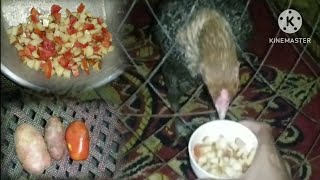 murgiyon ke liye special food banvaya hai sabji ka shop food 360p🤩🐓😋🥔🍅 [upl. by Hummel57]