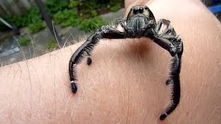 Biggest Jumping Spider EVER DOCUMENTED ON CAMERA Massive male Hyllus Diardi jumps on the camera [upl. by Gretta]