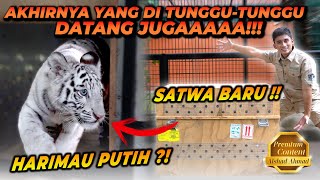 ALSHAD KEDATANGAN SATWA BARU  HARIMAU PUTIH YANG LANGKA  BUAT JADI TEMENNYA ESHAN JINORA [upl. by Neumark]