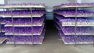 How to Farming Saffron Saffron agriculture processVertical Saffron production [upl. by Tanaka]