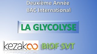 SVT 2 BAC International  LA GLYCOLYSE [upl. by Holtorf]