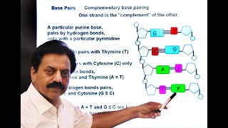 Inter  Chapter 6  Chromosomes and DNA  Part 20  The Structure of DNA  Deoxyribonucleotides [upl. by Suilenrac]