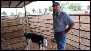 The benefits of crossbreeding dairy cattle ProCross dairyman Willie Bylsma Oakdale CA [upl. by Darrow]