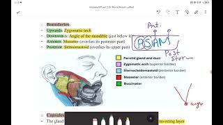 Parotid gland [upl. by Suehtomit]