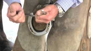 Farrier Tips Learn How To Properly Remove a Loose Horseshoe [upl. by Sessilu]