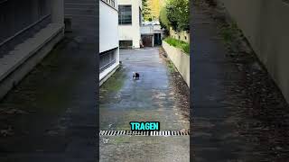 Hund auf Rettungsmission 👉 Follow olietmonday on IG [upl. by Kieran]