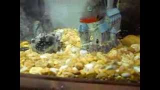 Firemouth Convict Cichlid Hybrid Babies [upl. by Eremehc]