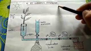 Test of ganong potometer simple explanation PLEASE SUBSCRIBE [upl. by Hussein]