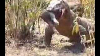 Komodo Dragon Swallows Pig [upl. by Sinnek]