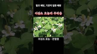 어성초 houttuynia cordata 어성초 효능 탈모 예방 기관지 질환 예방 어성초 부작용 [upl. by Cooley]