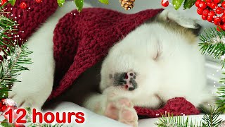 ☆ 12 HOURS ☆ Puppy Sleeping Music ☆ CHRISTMAS Carols ☆ Relaxing sleep music for dogs pets [upl. by Tilagram700]