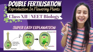 Double Fertilisation  Sexual Reproduction in Plants  Class 12  NEET Biology [upl. by Piselli]