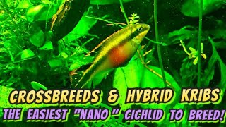 Kribensis The quotNanoquot Cichlids  Everything You Need to Know To Breed amp Care for Kribs [upl. by Nerat]