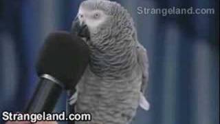 Unbelievable amazing Parrot [upl. by Noiro]