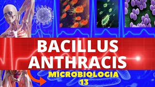 BACILLUS ANTHRACIS  MICROBIOLOGIA BACTÉRIAS PATOGÊNICAS  CARBÚNCULO CUTÂNEO ANTRAZ [upl. by Janaya]