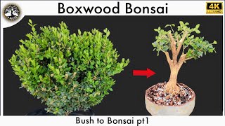 Boxwood Bonsai  Bush to Bonsai 11 [upl. by Groot]