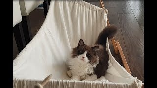 Kitten Mastered Hammock the hammock cat family [upl. by Dnumde]