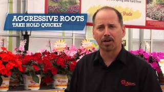 SunPatiens® Grower and Landscaper Benefits [upl. by Enowtna]