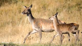 Brame du cerf dans les Pyrénées Orientales 2015  Biche et son faon au soleil [upl. by Alaek]