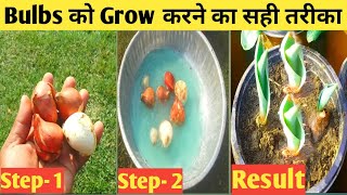 इस तरीके से उगायें Tulip के Bulb जल्दी आयेगें फूल How to grow Tulip in India [upl. by Irb980]