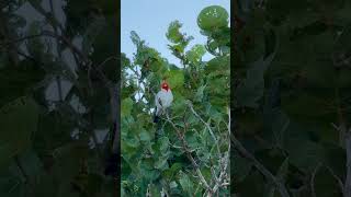 Redcrested Cardinal morning call 🐦🌺💯🤙🏾 asmr birdwatching cardinal fauna [upl. by Yziar]