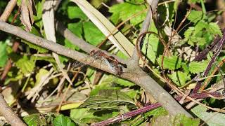 dragonflies mating in late Octobre a little late isnt it Libellen bei der Paarung im Oktober [upl. by Heigho]