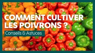 Comment cultiver les poivrons   Truffaut [upl. by Delp956]