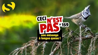 Ceci nest pas une mésange à longue queue 159 [upl. by Tnattirb683]