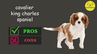 Cavalier King Charles Spaniel The Pros amp Cons [upl. by Goodman]