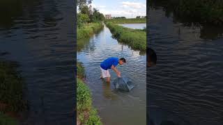 在农村用网捉鱼的方法很多There are many ways to catch fish with nets in rural areas fishing fishtrip fish [upl. by Hakon]