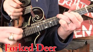 Forked Deer Mandolin Lesson [upl. by Elreath]