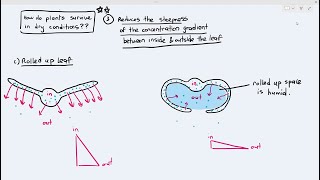 76 Adaptation of Xerophytes in Reducing Transpiration Rates Cambridge AS A Level Biology 9700 [upl. by Neuburger]