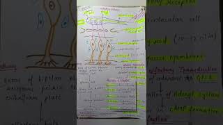 Olfactory pathway [upl. by Thursby]