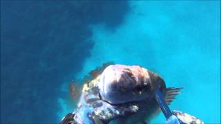 Marsden Cove Spearfishing Little Barrier Island [upl. by Nnahs]