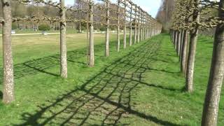 Freshly pleached Lime trees at the beautiful Erddig NT paysite garden near Wrecsam Cymru Wales [upl. by Aryaz994]