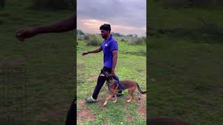 Dog Training at Chennai [upl. by Liz]