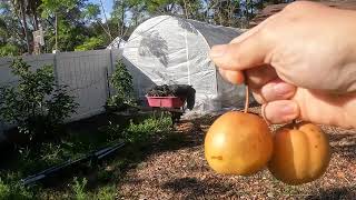 Harvesting first Starfruit and Honey Murcott Tangerine 01202024 [upl. by Tnilc]