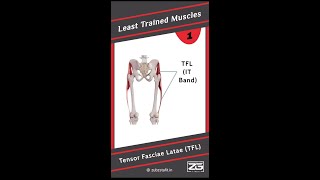 1 Tensor Fasciae Latae TFL [upl. by Enicar264]