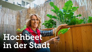 Hochbeet in der Stadt hat sich prächtig entwickelt wärmeliebendes Gemüse wird jetzt gepflanzt 🌱🥒 [upl. by Harlamert]