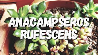 Anacampseros Rufescens Um Guia Desta Suculenta [upl. by Venezia]